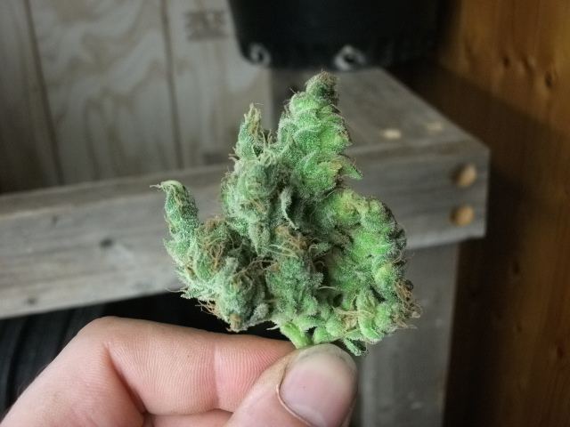 DSCF3474