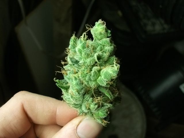 DSCF3475