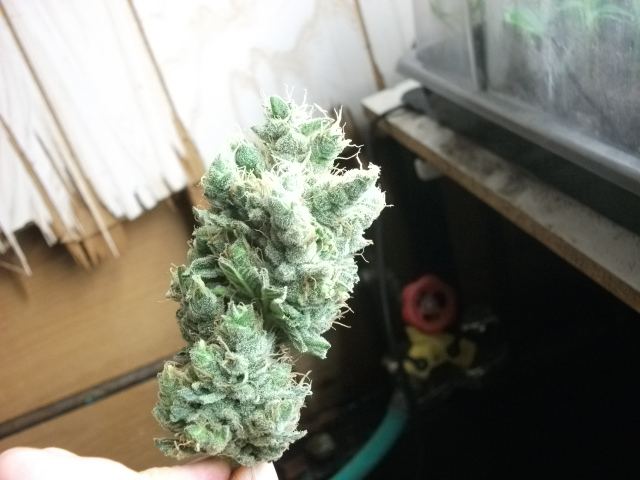 DSCF3476