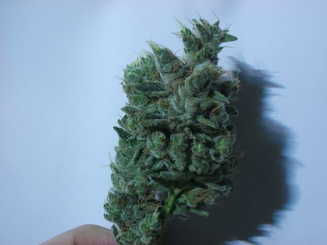 DSCF3477