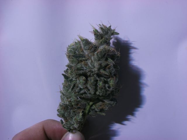 DSCF3478