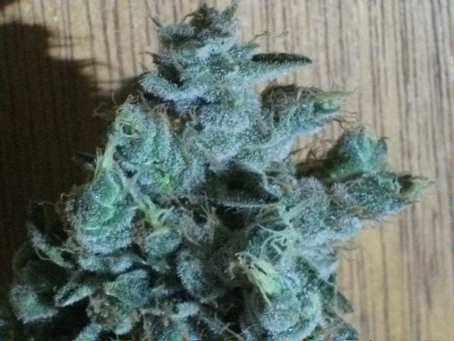 DSCF3482
