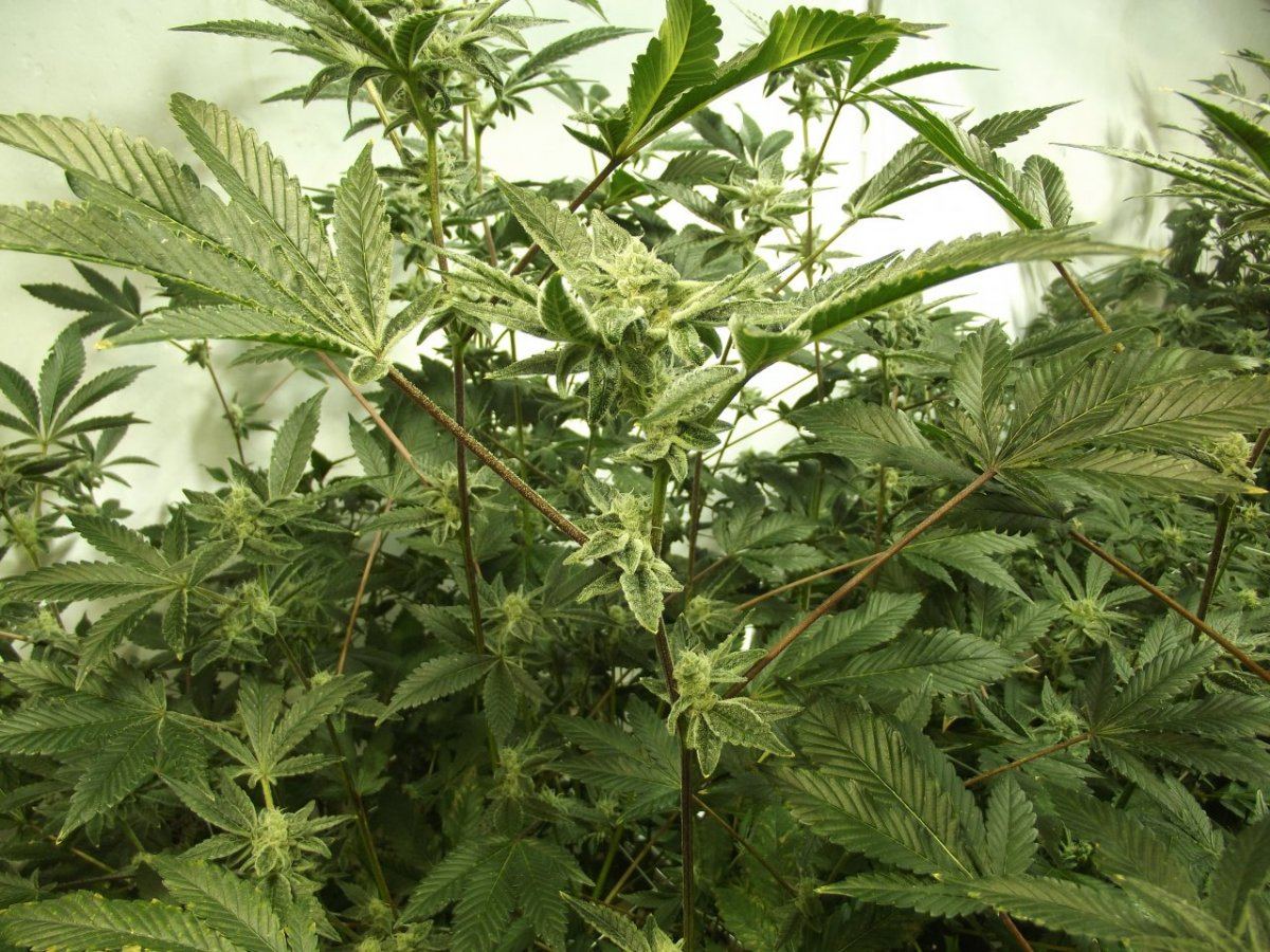 DSCF3563