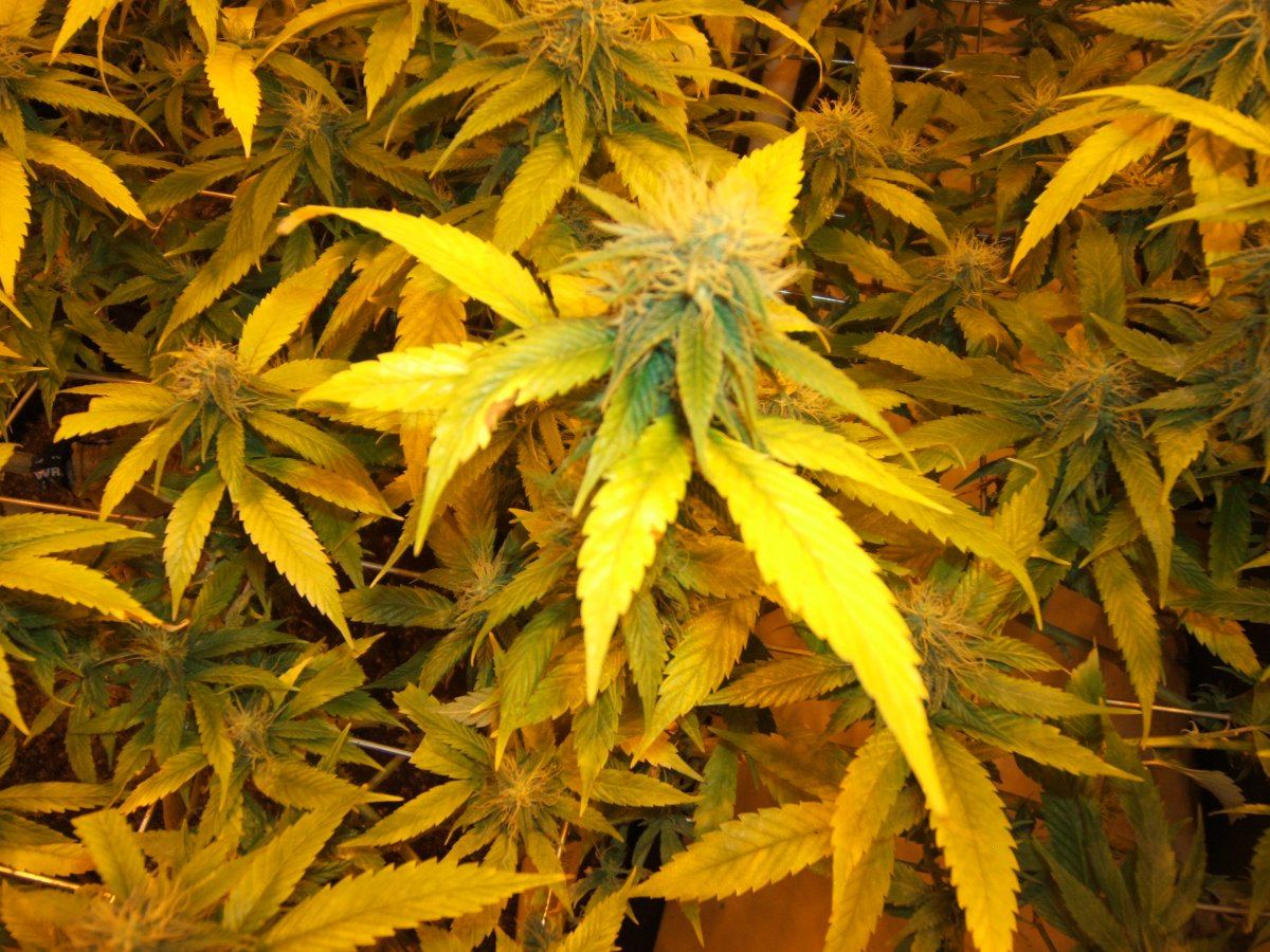 Yellowing Leaves Too Early Thcfarmer Cannabis Cultivation Network