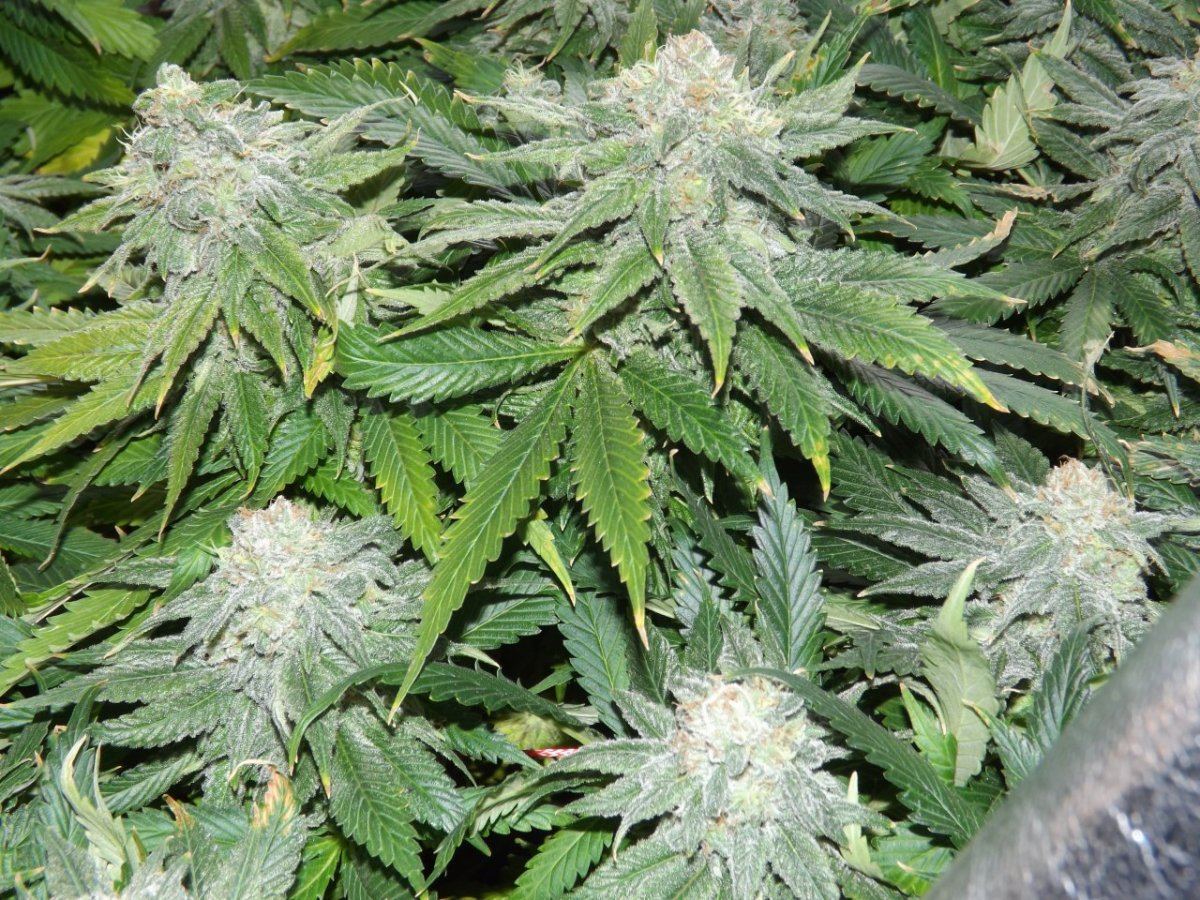 DSCF4010