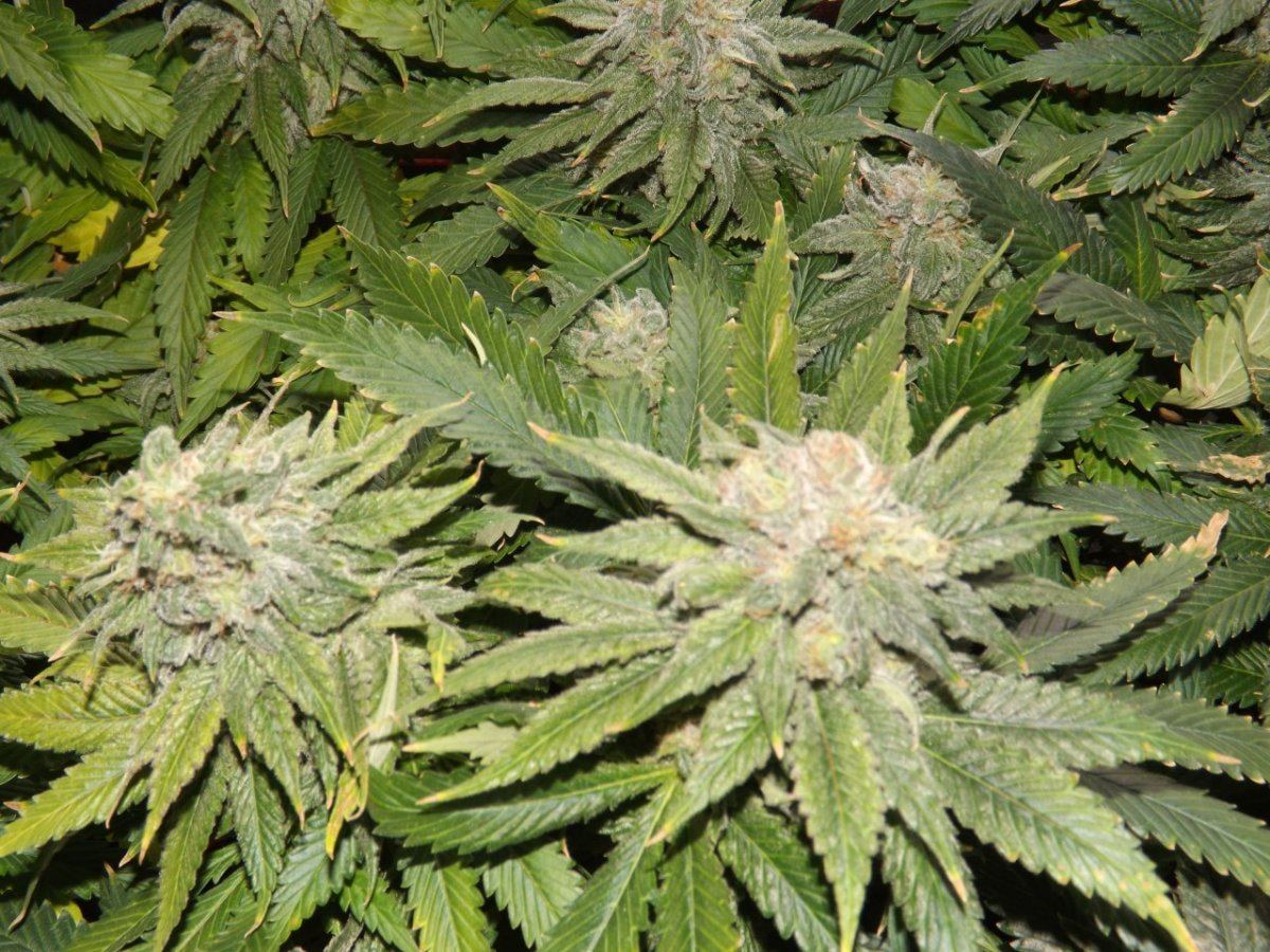 DSCF4012