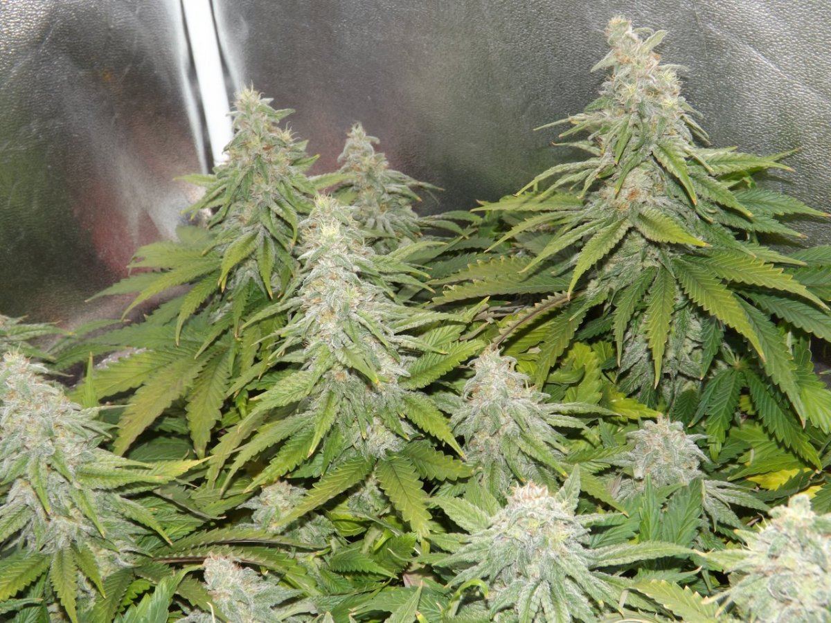 DSCF4013