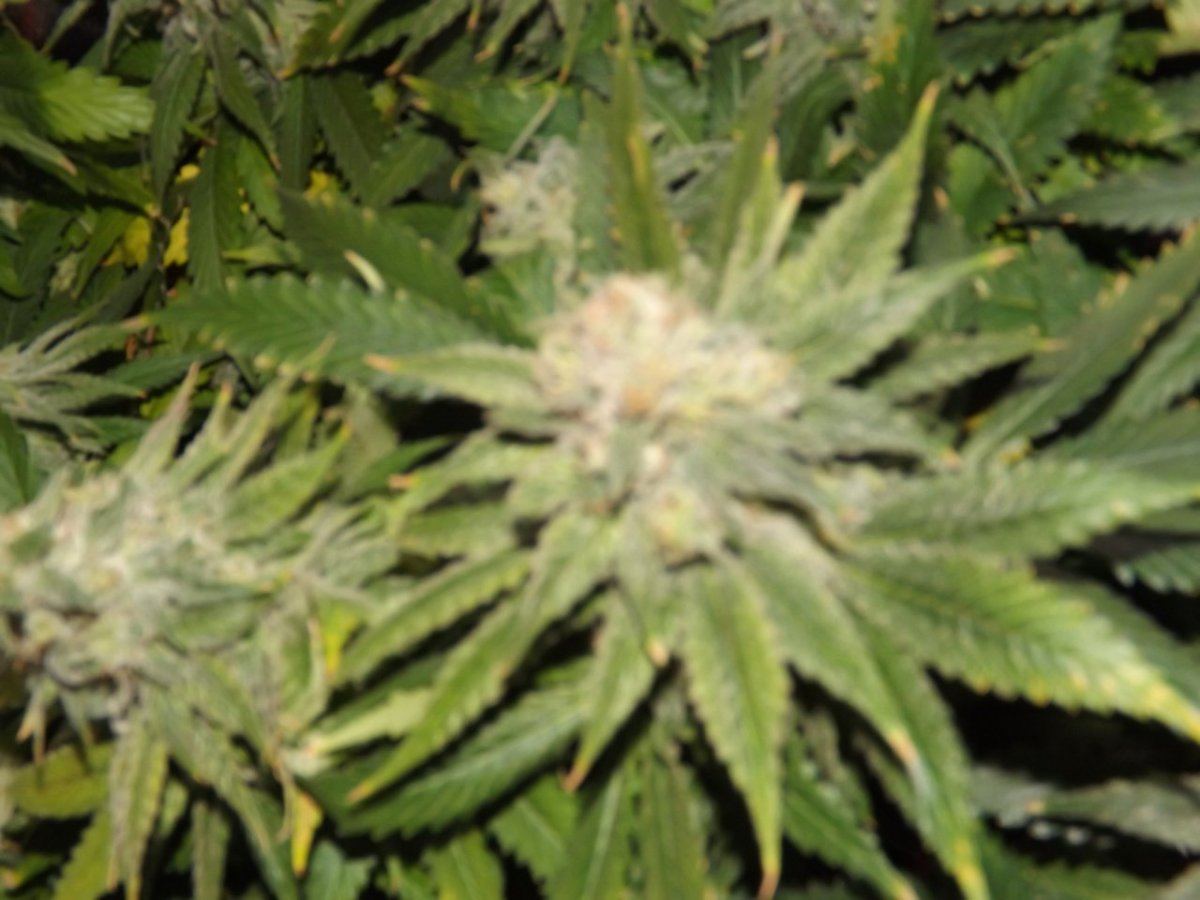 DSCF4014
