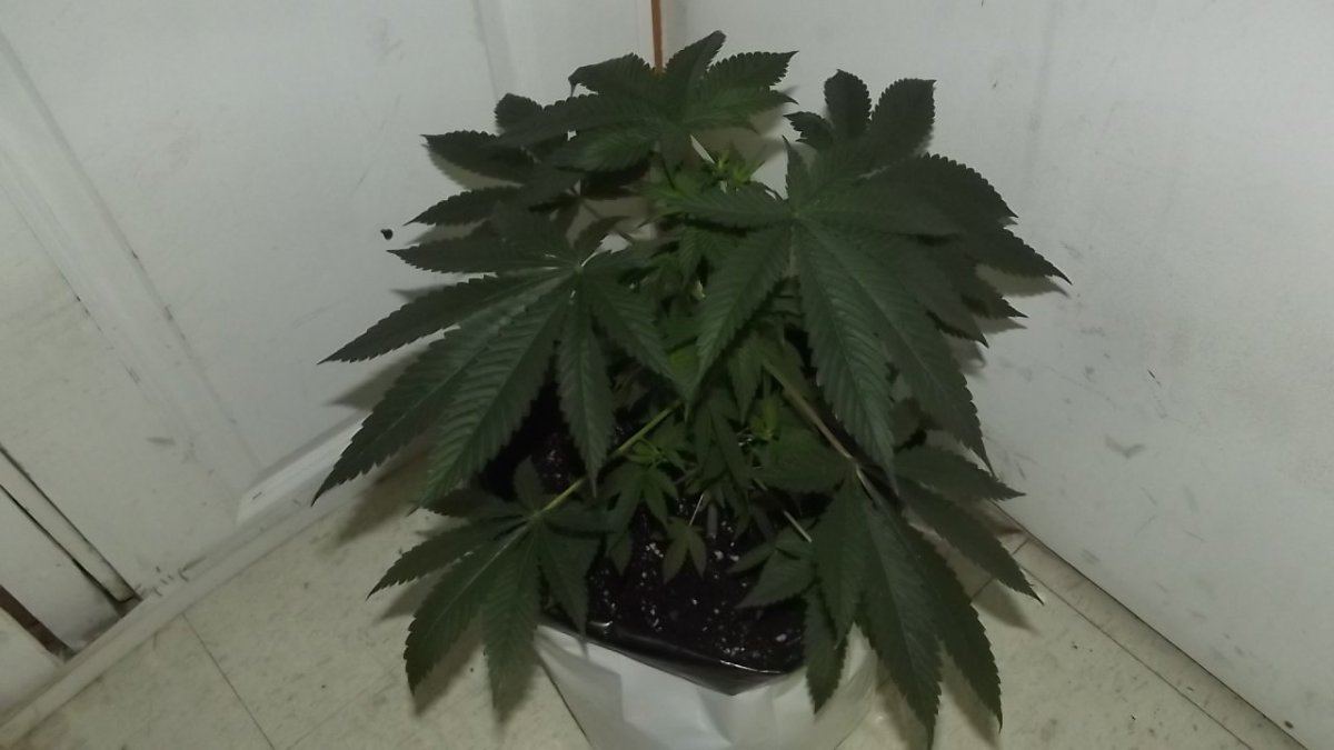 DSCF4101