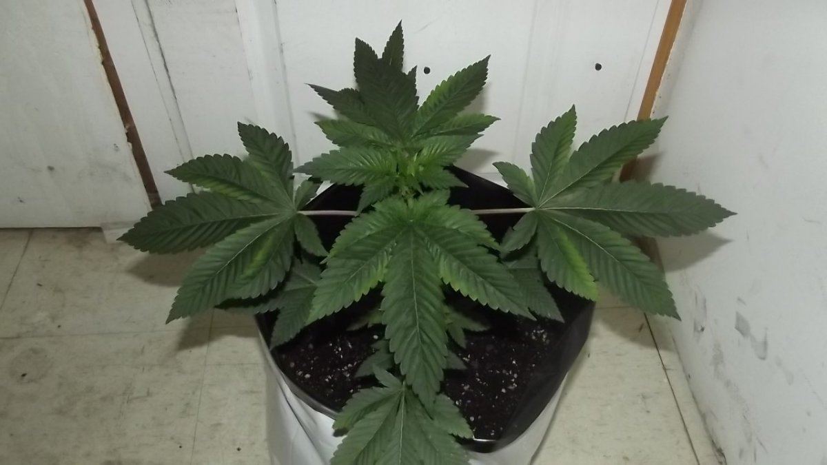 DSCF4110