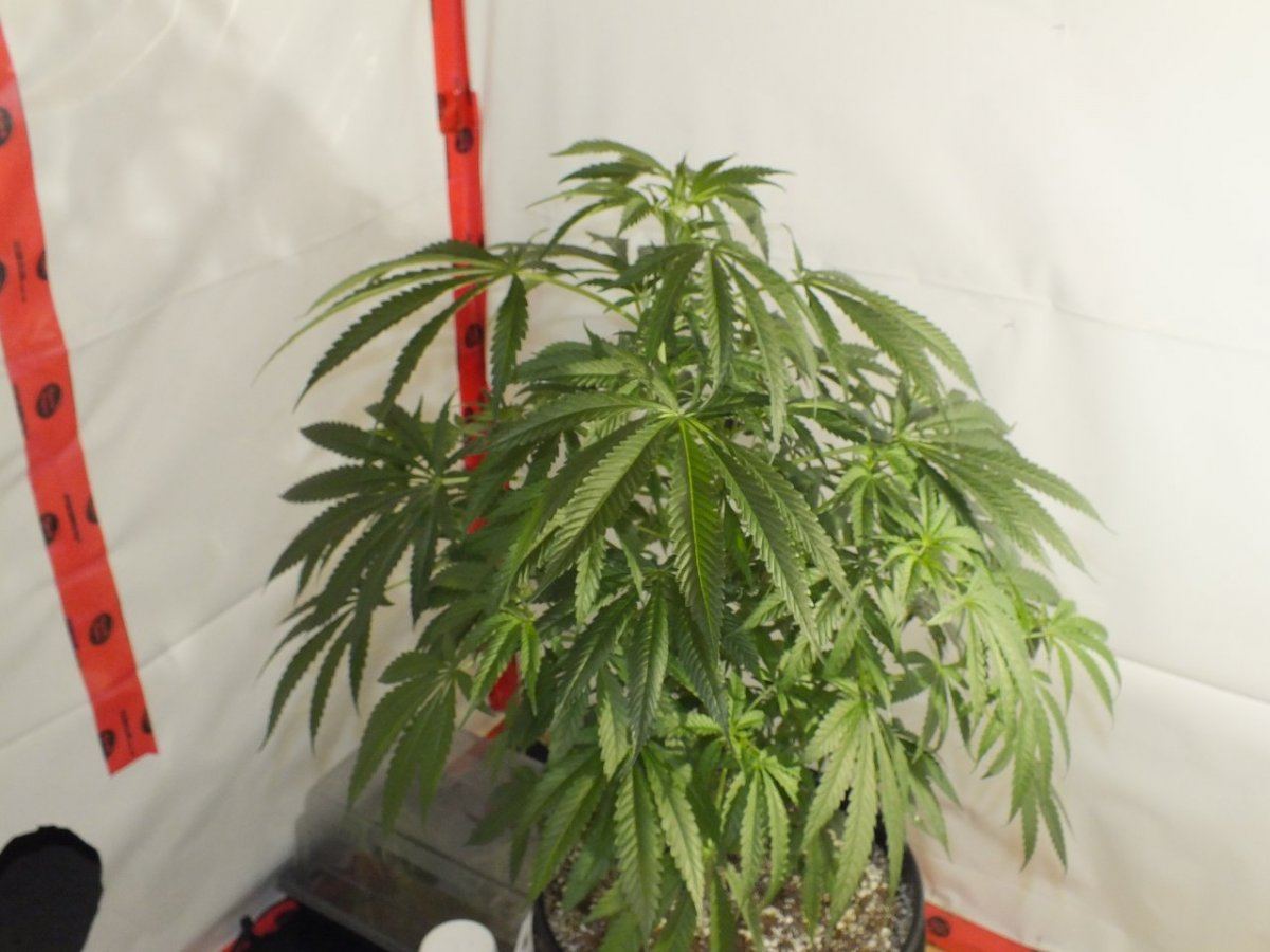 DSCF4152