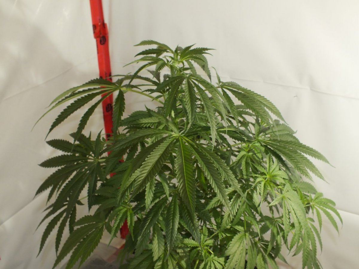 DSCF4158