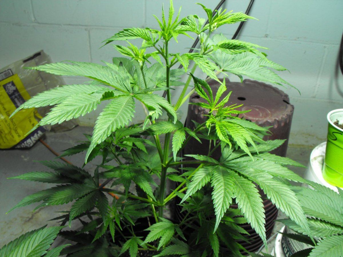 DSCF4161