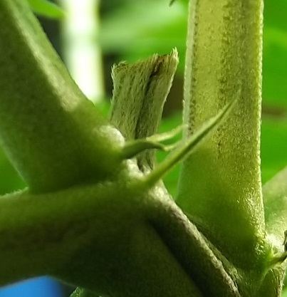 DSCF4248