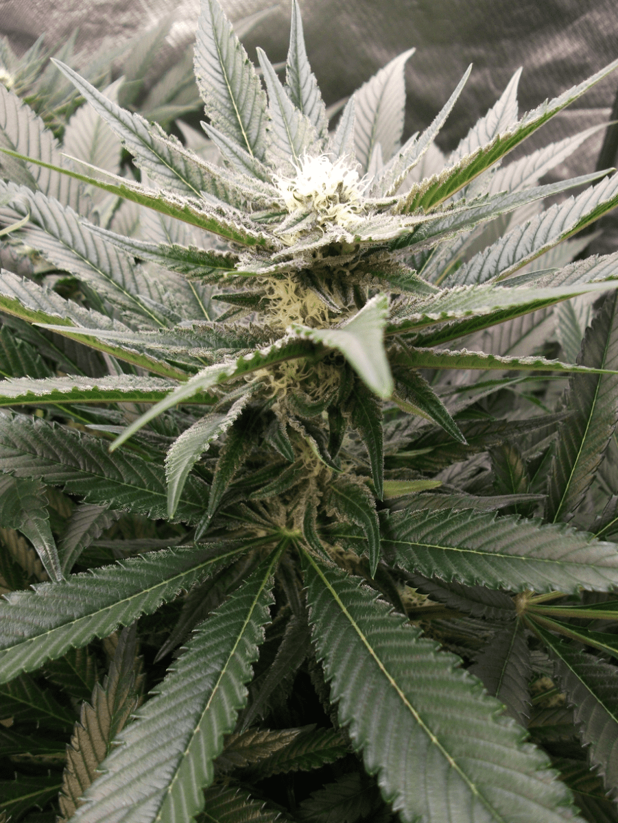 DSCF4437