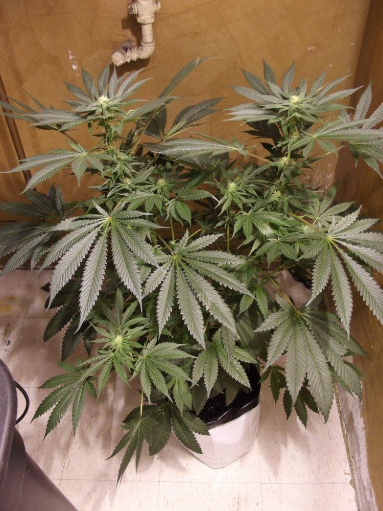 DSCF4501