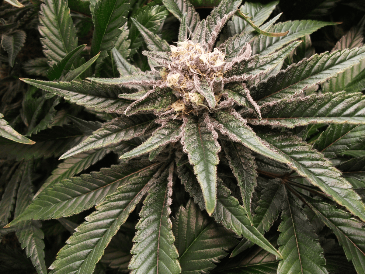 DSCF4552