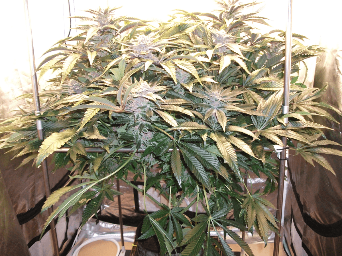 DSCF4572