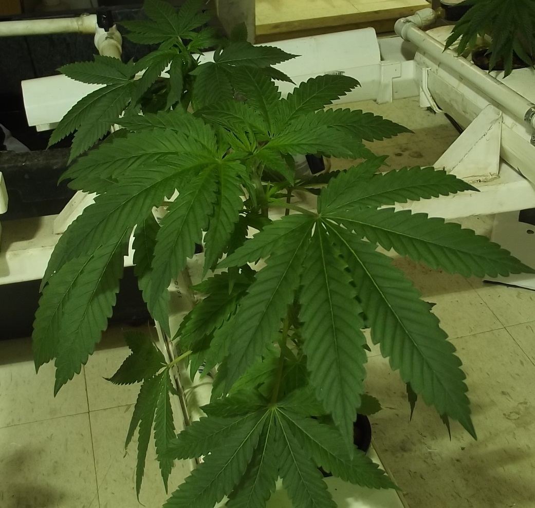 DSCF4667
