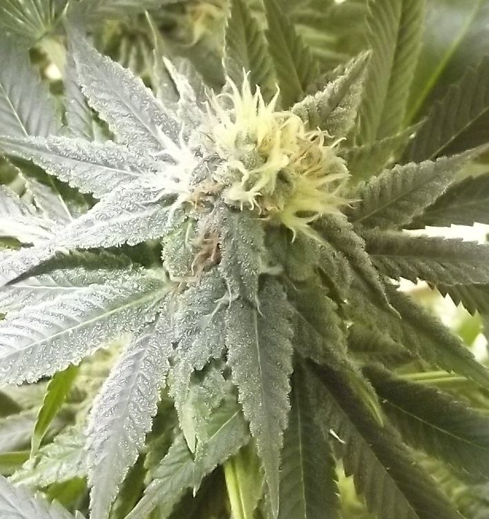 DSCF4779