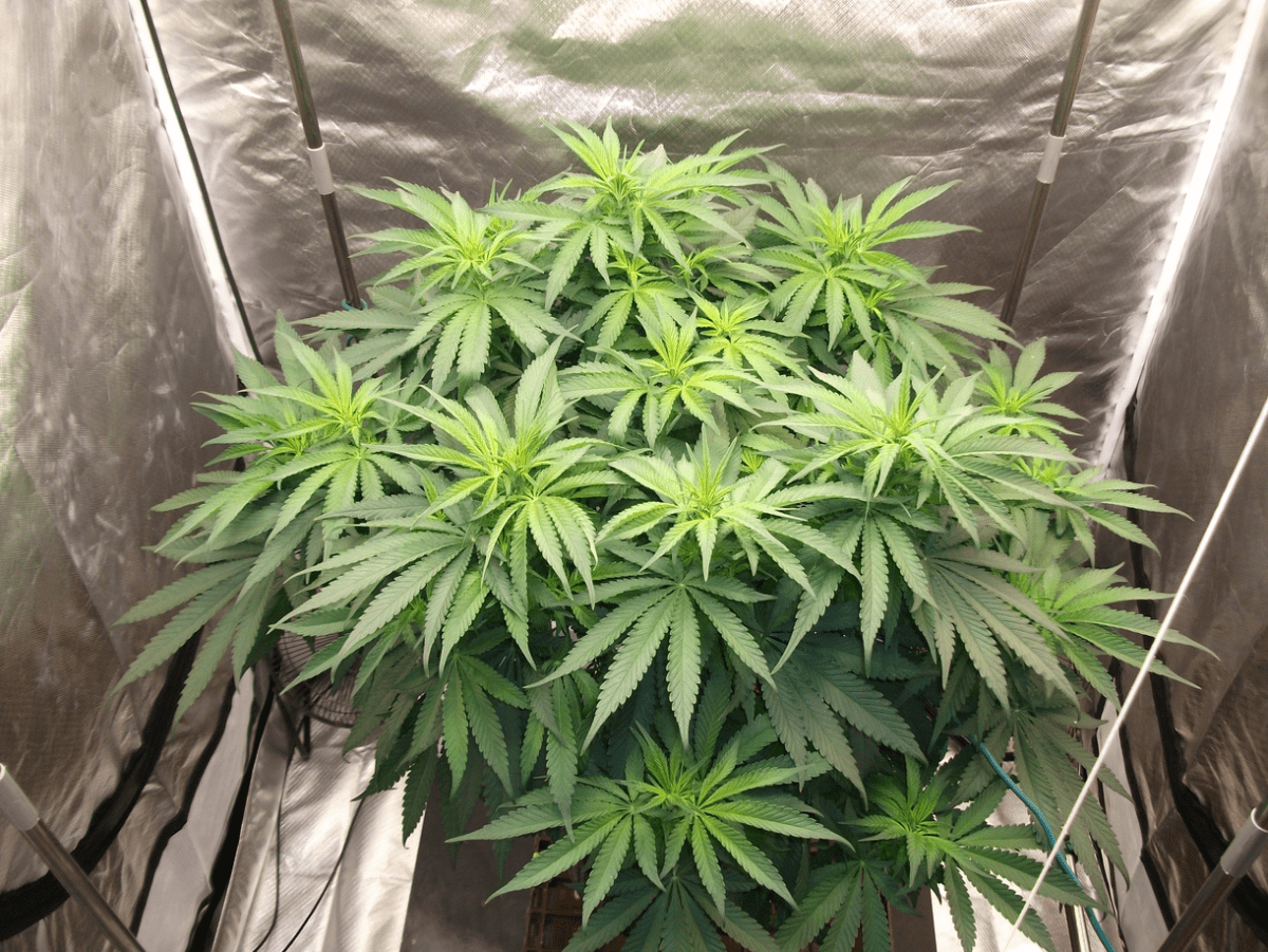 DSCF4803