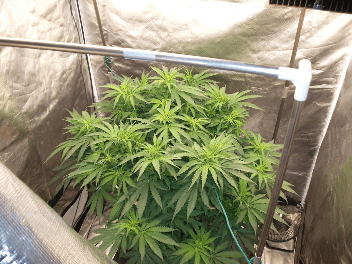 DSCF4823