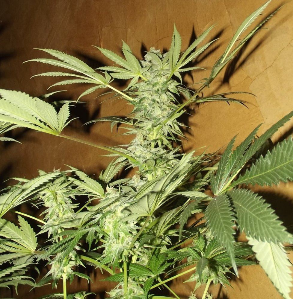 DSCF4918