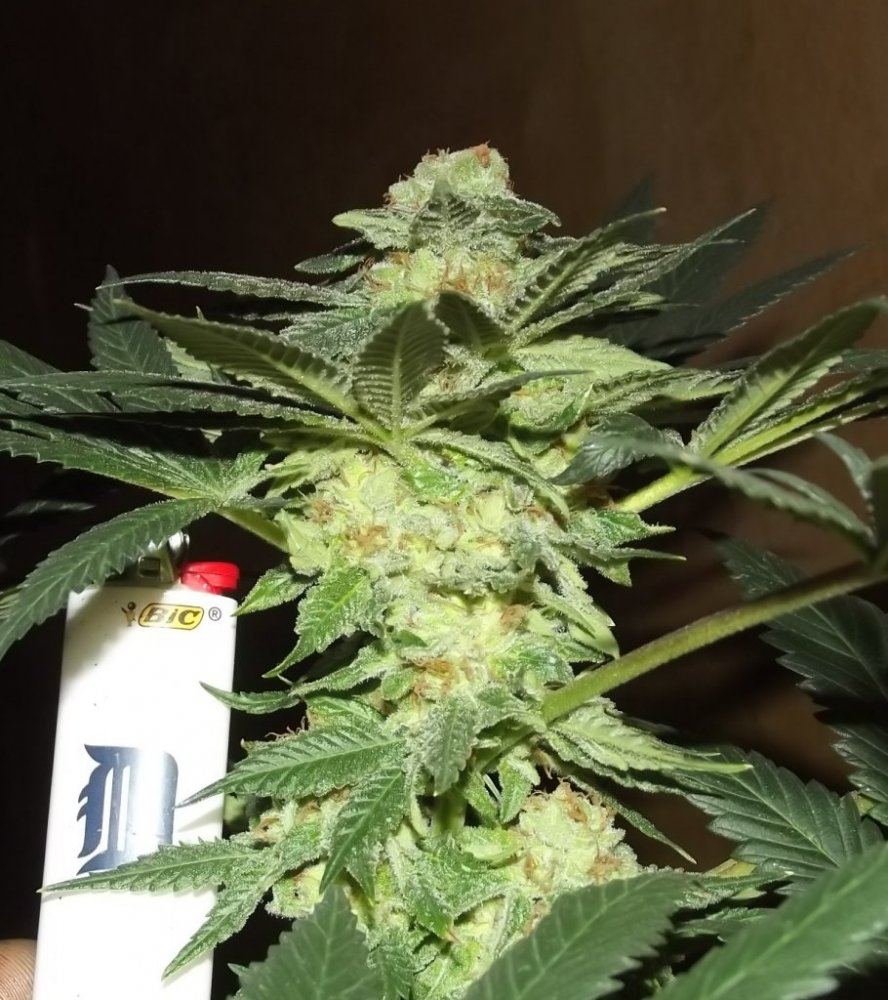 DSCF5076