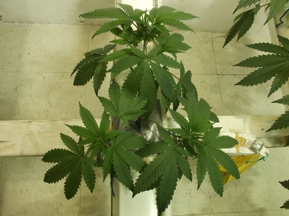 DSCF5178