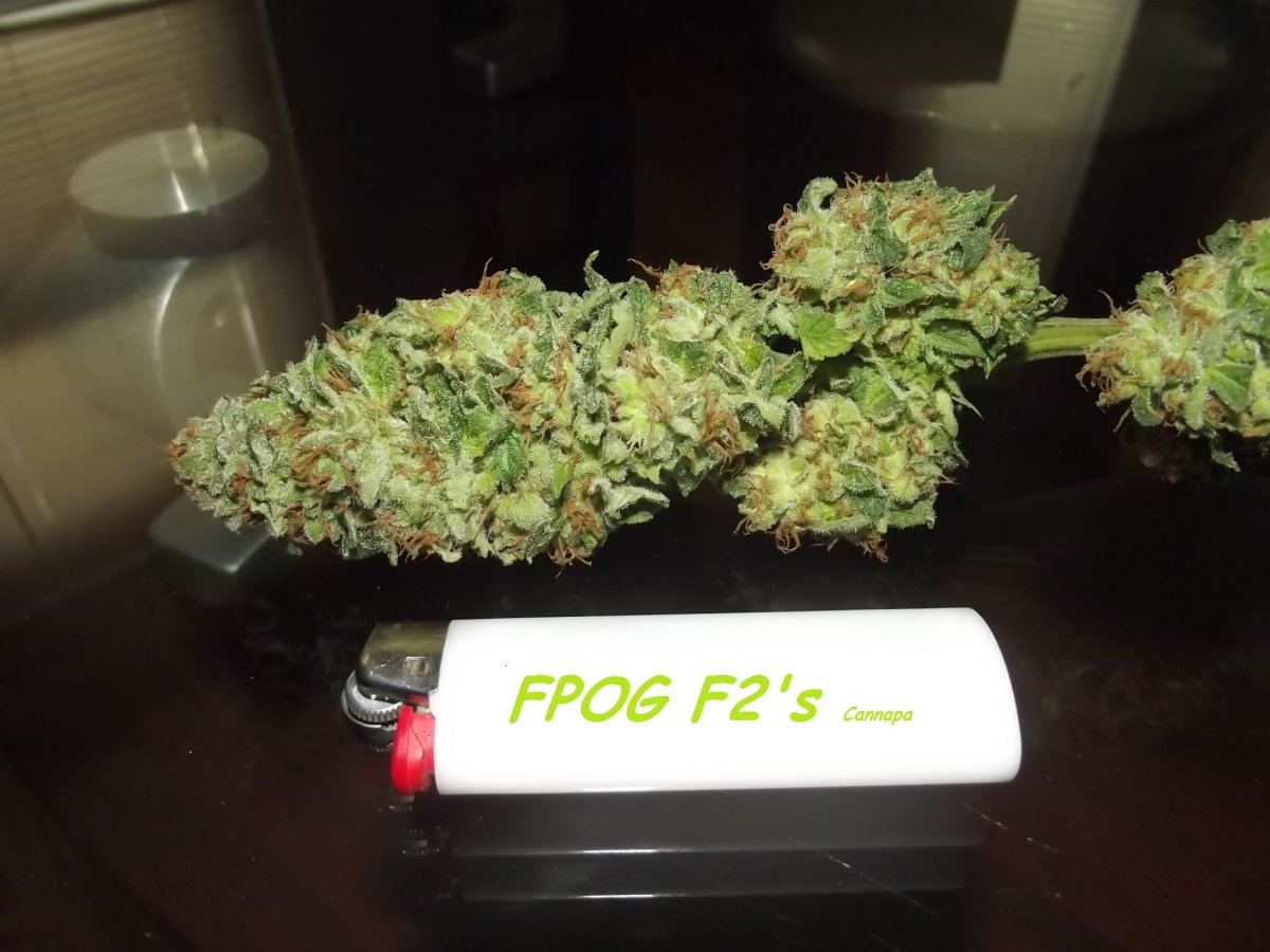 DSCF5280