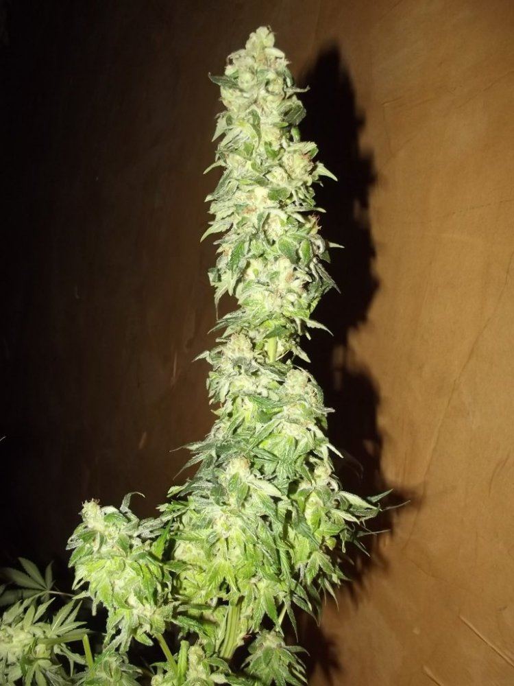 DSCF5320