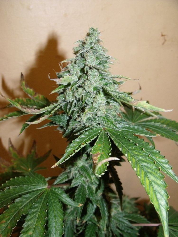 DSCF5556