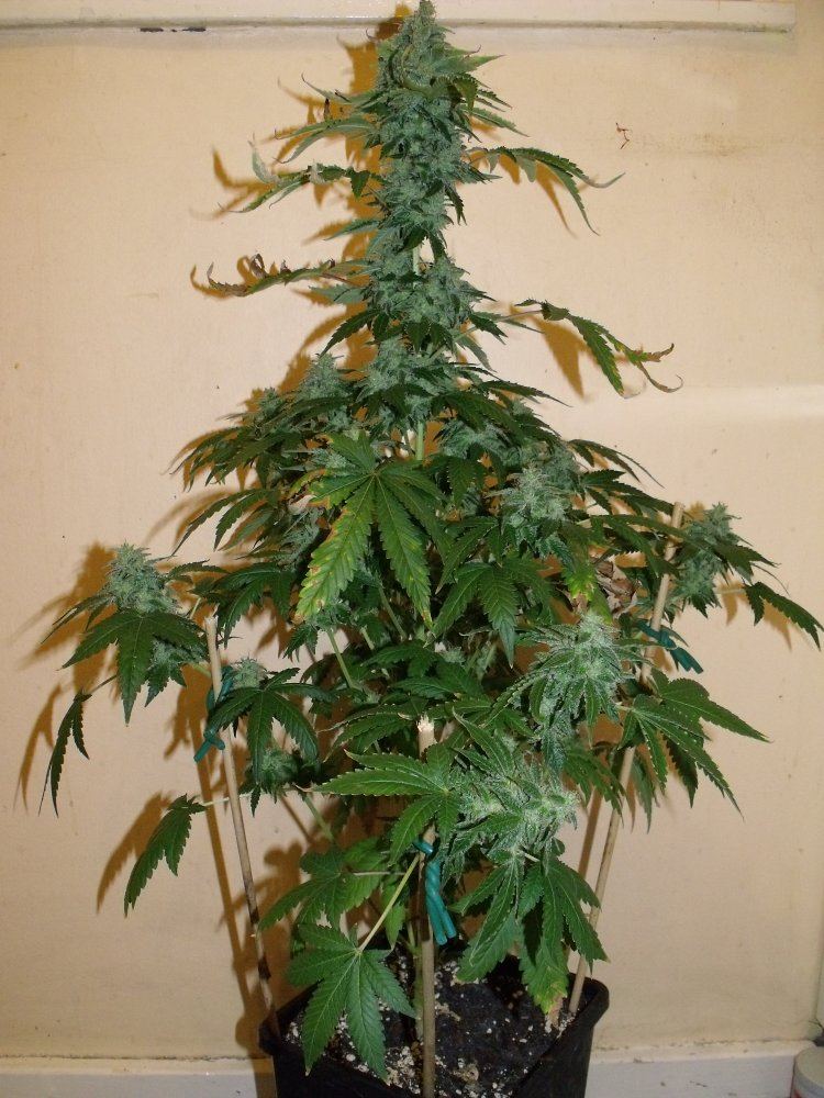 DSCF5588