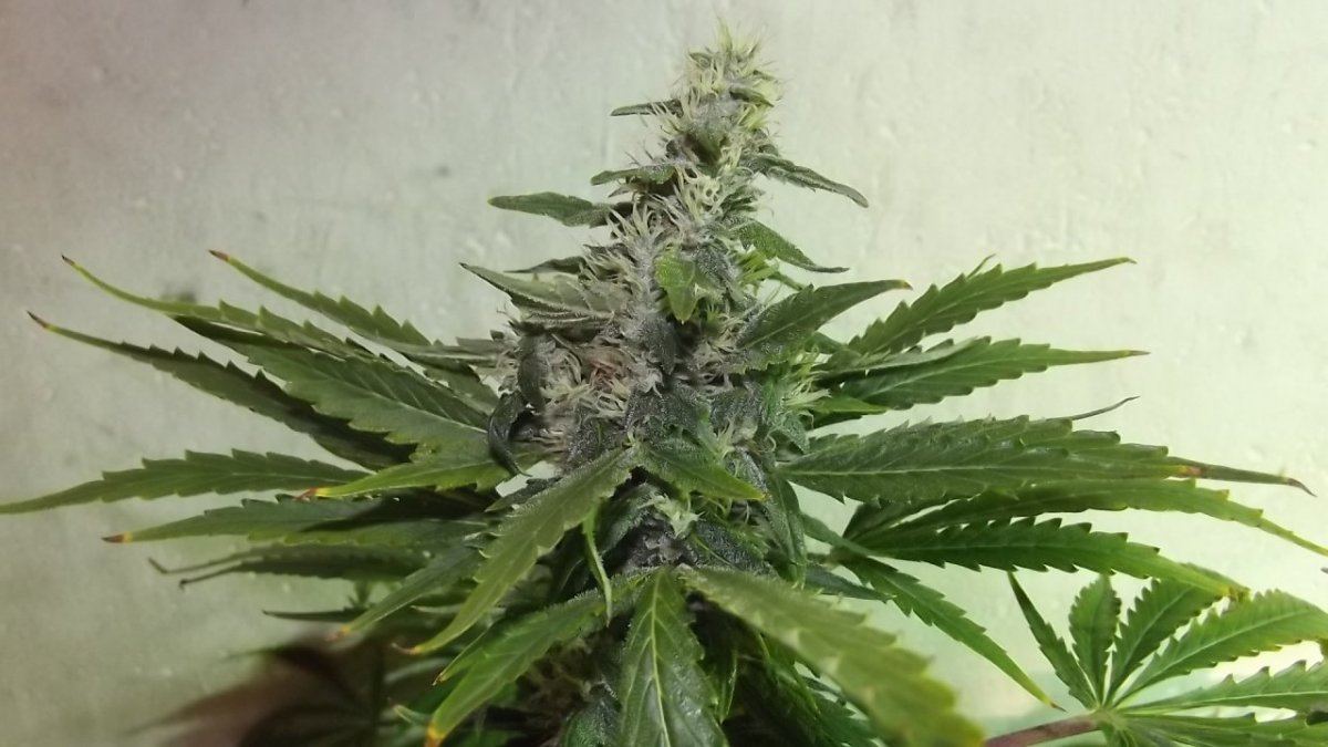 DSCF5627