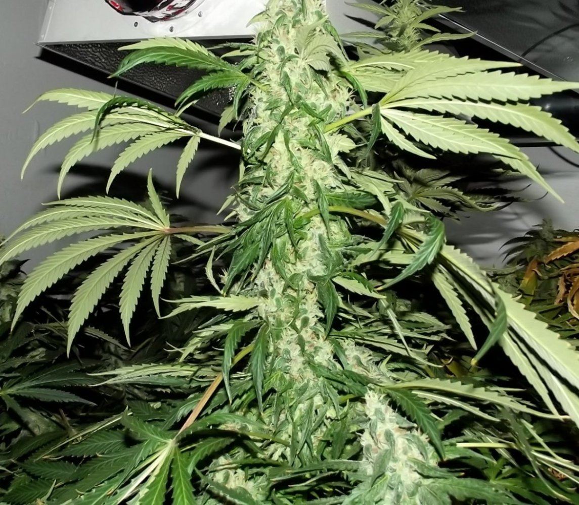 DSCF5663