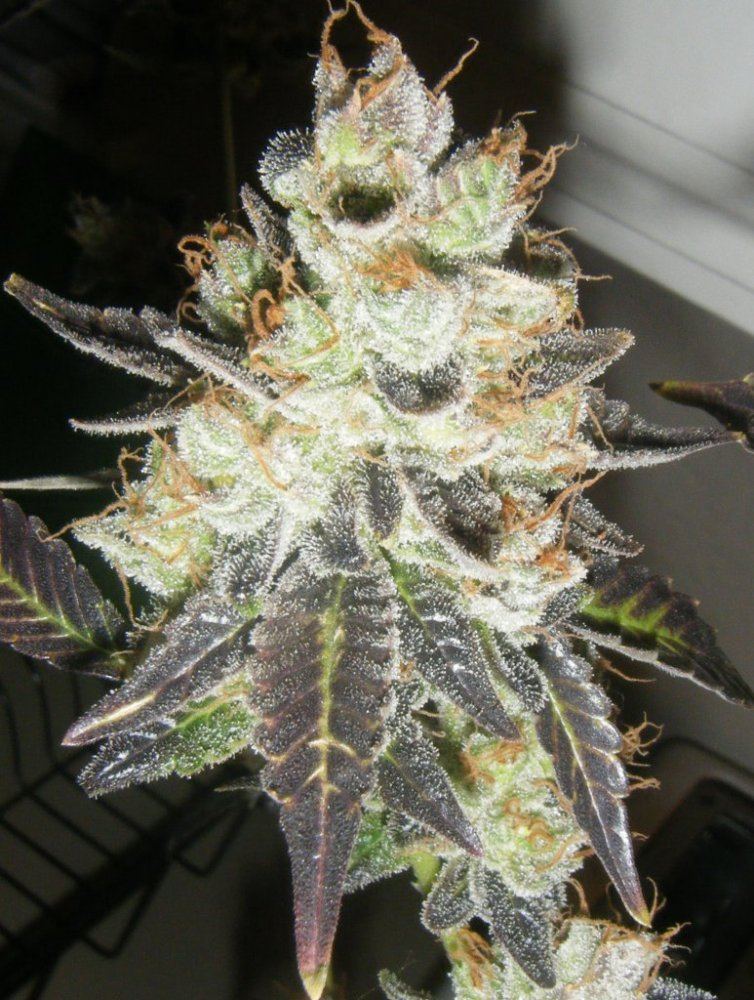 DSCF6003