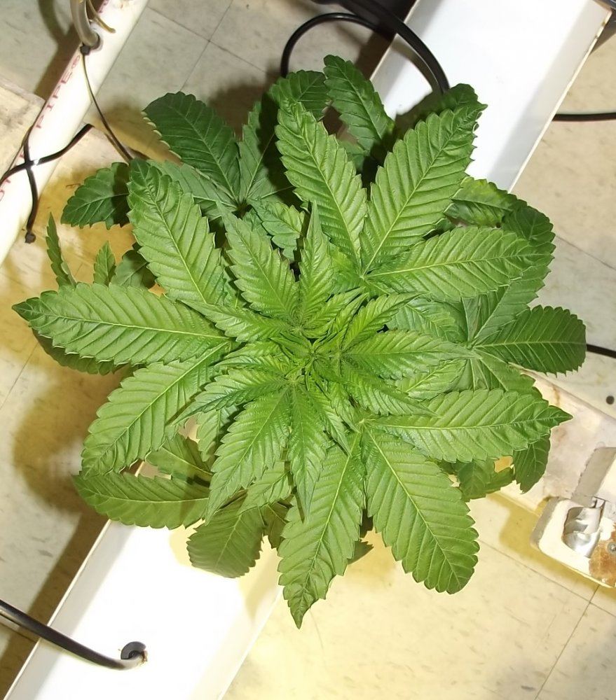 DSCF7155