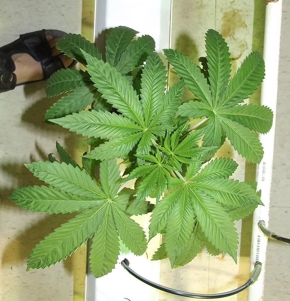 DSCF7162