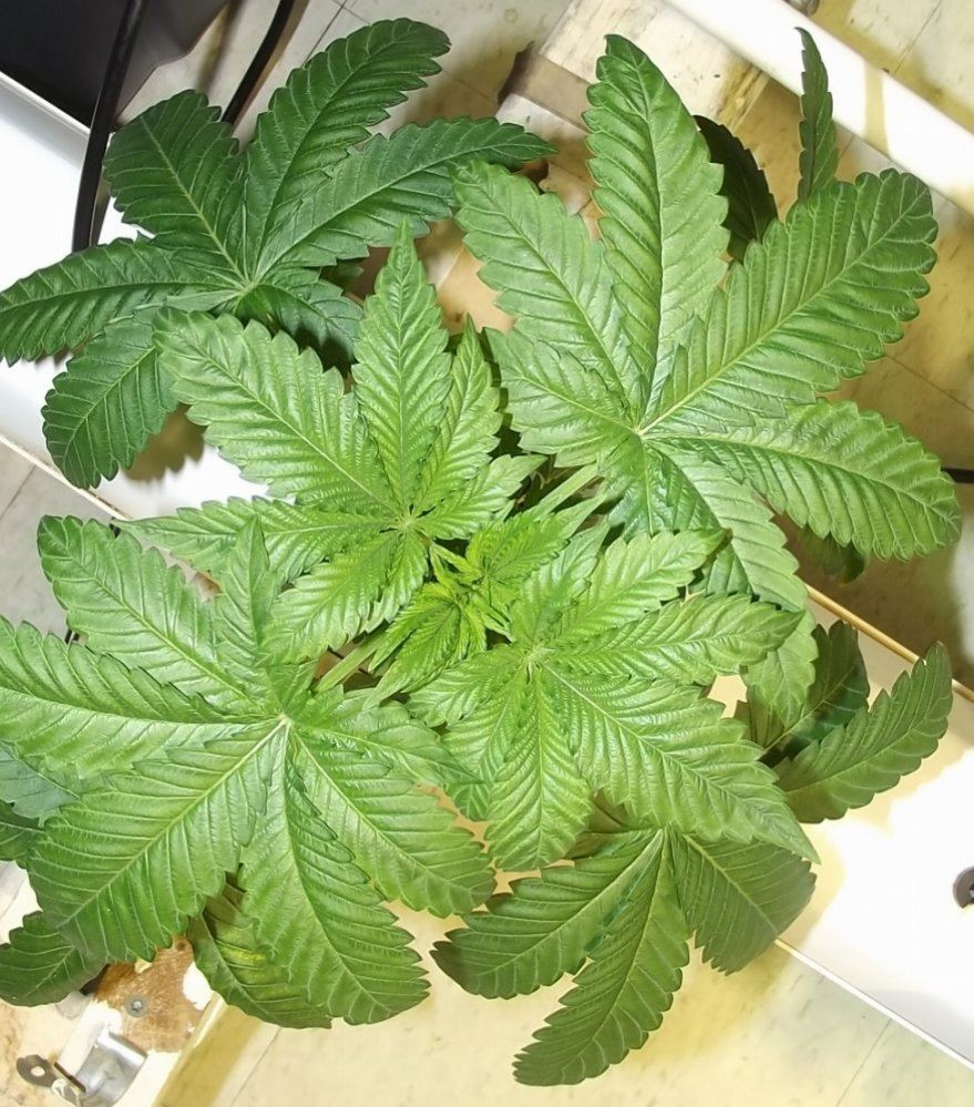 DSCF7164