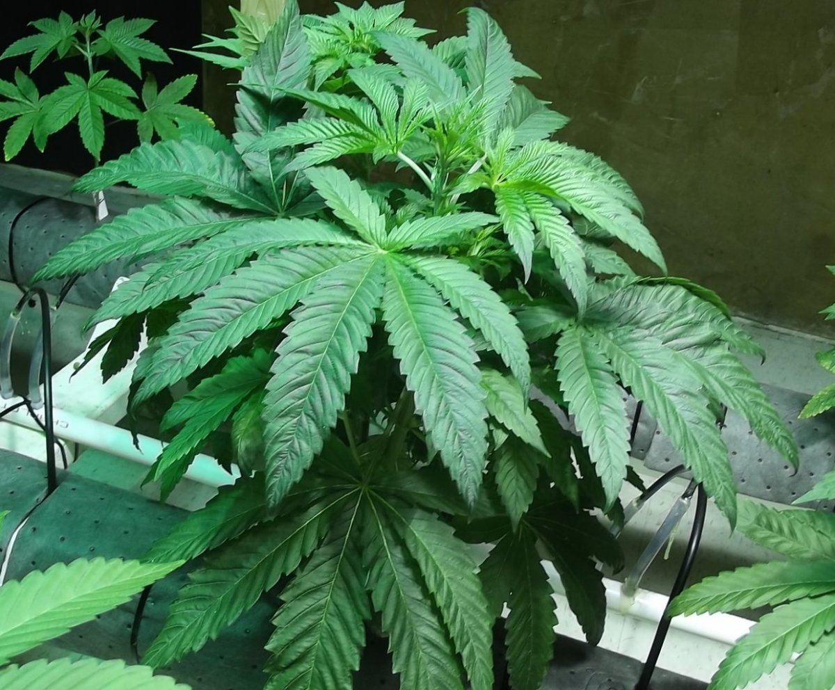 DSCF7222