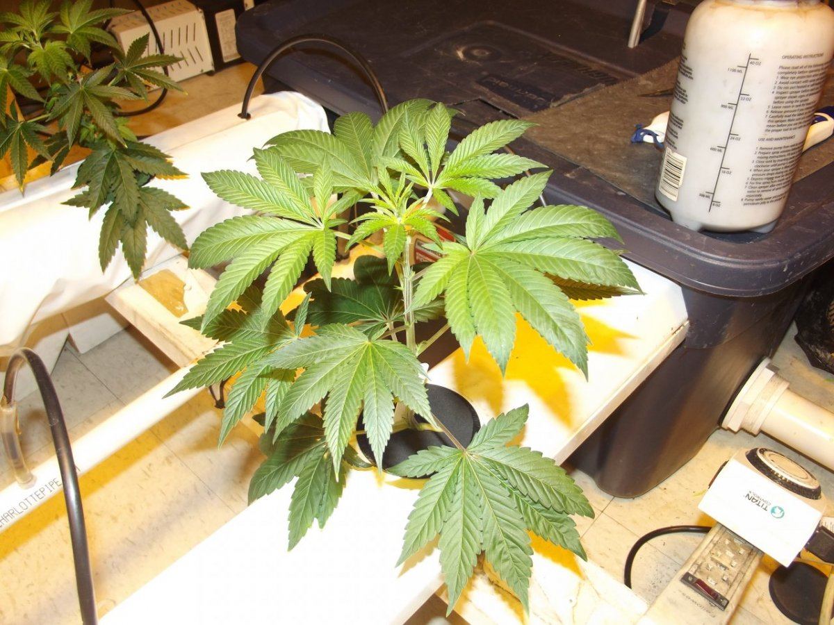 DSCF7381