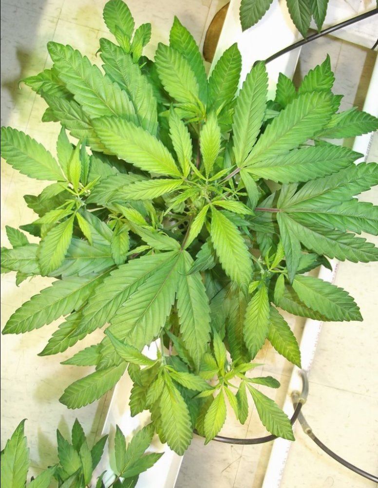 DSCF7452