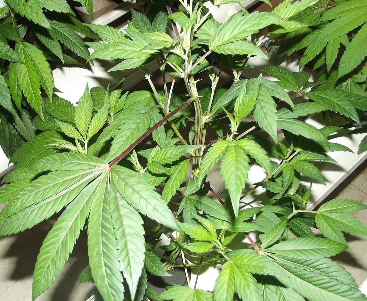 DSCF7461