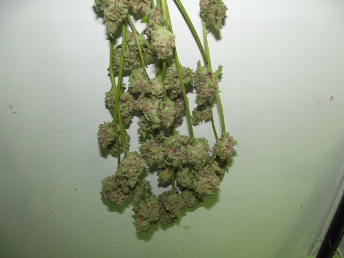 DSCF7959