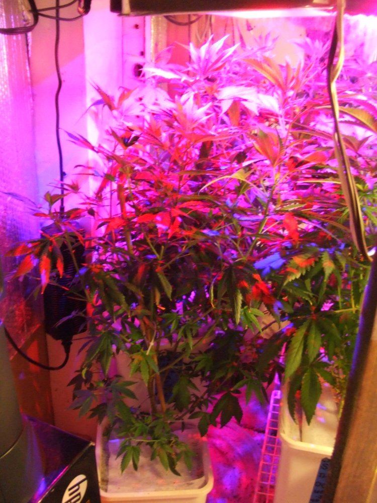DSCF8030