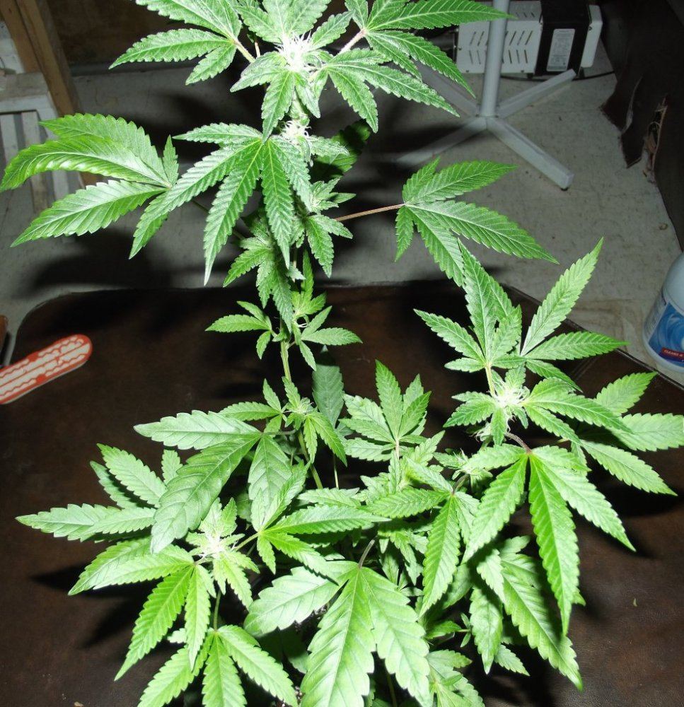 DSCF8183