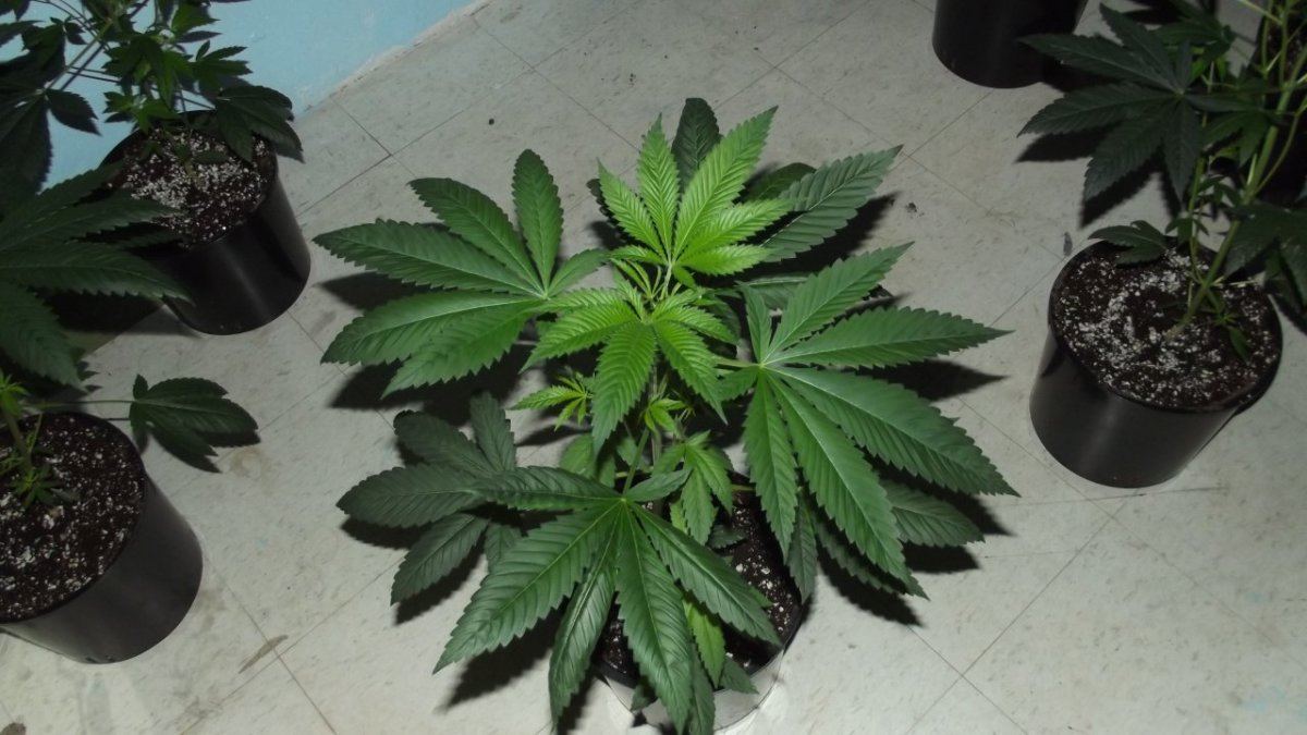 DSCF8527