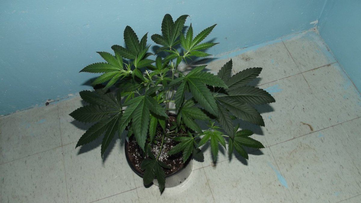 DSCF8539