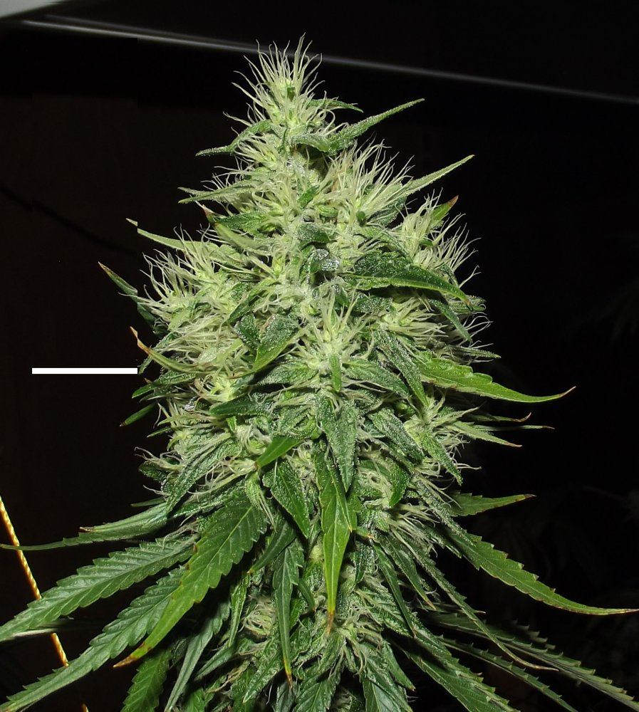 DSCF8792
