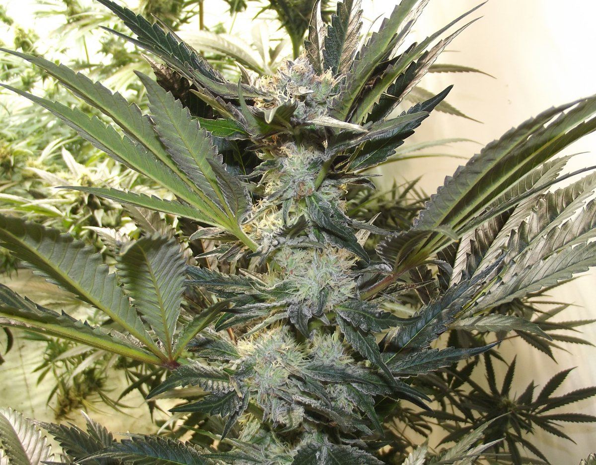 DSCF9574